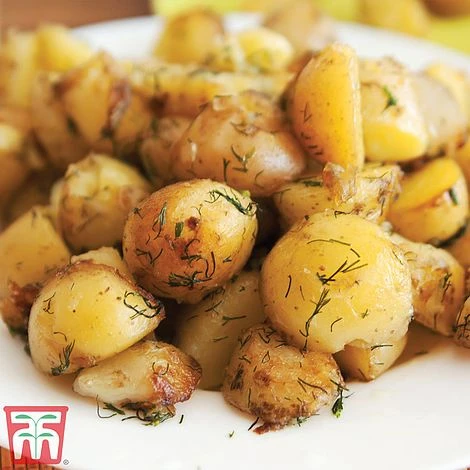 Potato 'T&M All Year Round Collection' 8 Potato 'T&M All Year Round Collection' - Image 6