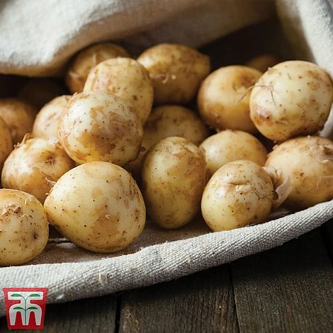 Potato 'T&M All Year Round Collection' 9 Potato 'T&M All Year Round Collection' - Image 7