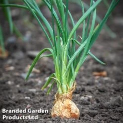 Shallot (Autumn) Twin Pack 7 Shallot (Autumn) Twin Pack -Plants Sales Store longor