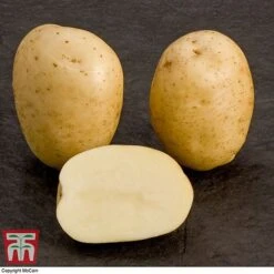 Potato 'T&M All Year Round Collection' 19 Potato 'T&M All Year Round Collection' -Plants Sales Store mcprem