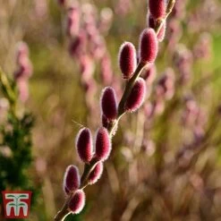Salix Gracilistyla 'Mount Aso' -Plants Sales Store mounto