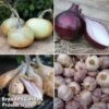 Onion, Garlic And Shallot Collection 2 Onion, Garlic And Shallot Collection -Plants Sales Store onion1