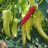 Chilli Pepper 'Hot Banana' -Plants Sales Store pepp chih