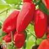 Sweet Pepper 'Snack Red' -Plants Sales Store pepp red
