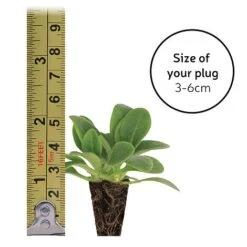 Gaillardia 'Mesa Bright Bicolour' 7 Gaillardia 'Mesa Bright Bicolour' -Plants Sales Store plugsize49