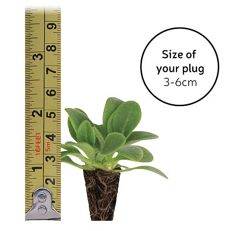 Gaillardia 'Mesa Bright Bicolour' 5 Gaillardia 'Mesa Bright Bicolour' - Image 3