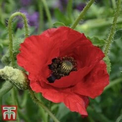 Poppy 'Brilliant'