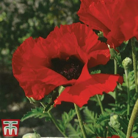 Poppy 'Brilliant' 4 Poppy 'Brilliant' - Image 2