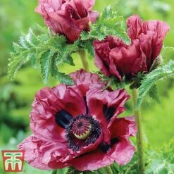 Poppy 'Pattys Plum'