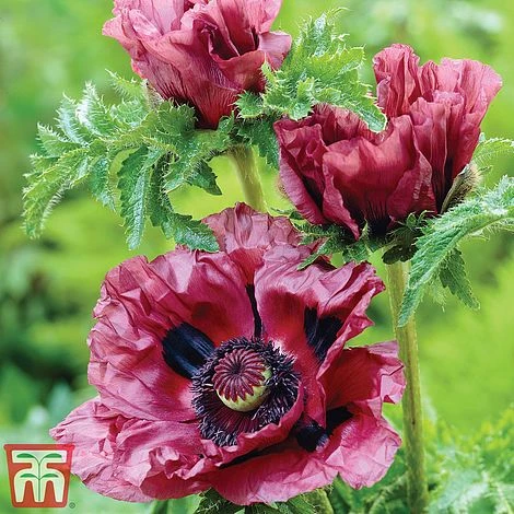 Poppy 'Pattys Plum' 3 Poppy 'Pattys Plum'
