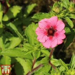Potentilla Nepalensis 'Miss Wilmott' -Plants Sales Store pote2