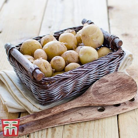 Potato 'T&M Favourites Collection' 14 Potato 'T&M Favourites Collection' - Image 12