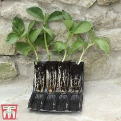 Deep Root Trainers 8 Deep Root Trainers -Plants Sales Store root2