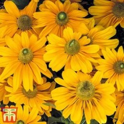 Rudbeckia Hirta 'Amarillo Gold' 7 Rudbeckia Hirta 'Amarillo Gold' -Plants Sales Store rudb