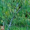 Salix Acutifolia 'Blue Streak' 2 Salix Acutifolia 'Blue Streak' -Plants Sales Store salix blue