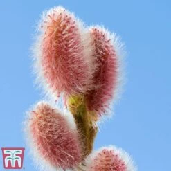 Salix Gracilistyla 'Mount Aso' -Plants Sales Store salix mount