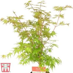Acer Palmatum 'Sango-kaku' -Plants Sales Store sang1