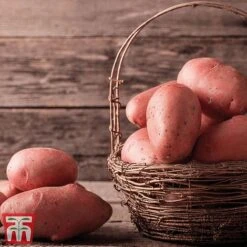 Potato 'T&M All Year Round Collection' 21 Potato 'T&M All Year Round Collection' -Plants Sales Store sarp
