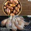 Shallot (Autumn) Twin Pack 2 Shallot (Autumn) Twin Pack -Plants Sales Store shallot