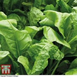 Featured Products -Plants Sales Store spin perp