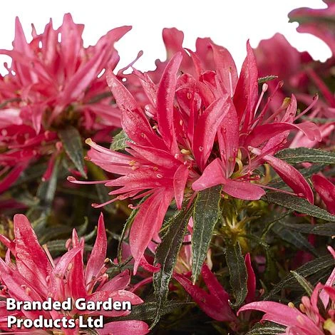 Azalea 'Starstyle Pink' 8 Azalea 'Starstyle Pink' - Image 6