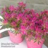 Azalea 'Starstyle Pink' 1 Azalea 'Starstyle Pink' -Plants Sales Store starpink6