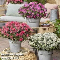 Azalea 'Starstyle Pink' 19 Azalea 'Starstyle Pink' -Plants Sales Store starstyle