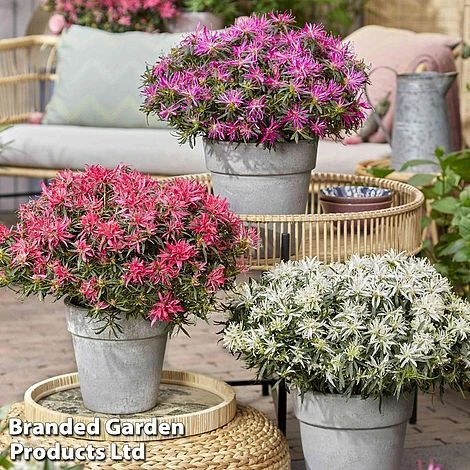 Azalea 'Starstyle Pink' 11 Azalea 'Starstyle Pink' - Image 9