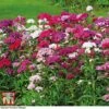 Sweet William 'Mixed' -Plants Sales Store sweet william