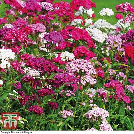 Sweet William 'Mixed' 4 Sweet William 'Mixed' - Image 2