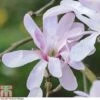 Magnolia Stellata 'Rosea' 1 Magnolia Stellata 'Rosea' -Plants Sales Store t63588 1BADB504 E5C3 E61C DAC4352B503739F2