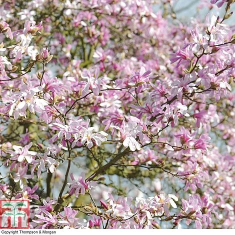 Magnolia Stellata 'Rosea' 4 Magnolia Stellata 'Rosea' - Image 2