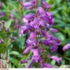 Penstemon 'Sour Grapes' -Plants Sales Store t64532 D59D9B95 C930 08B3 4FEFE2674F771460