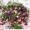 Fuchsia Trailing Pre-Planted Basket 1 Fuchsia Trailing Pre-Planted Basket -Plants Sales Store t71198 B161DB03 DA62 2AF9 7A480C98A630055D