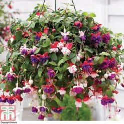 Featured Products 11 Fuchsia Trailing Pre-Planted Basket