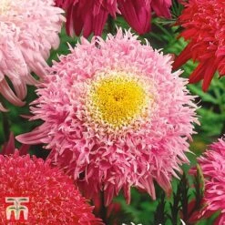 Tanacetum Coccineum 'Semi-double Mix' -Plants Sales Store tana2