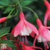 Fuchsia 'Lady Thumb' (Hardy) -Plants Sales Store thumb3