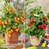 Tomato Windowsill Collection 2 Tomato Windowsill Collection -Plants Sales Store tom duo
