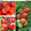 Tomato Gardeners Favourite Collection (Grafted) 1 Tomato Gardeners Favourite Collection (Grafted) -Plants Sales Store toma gard