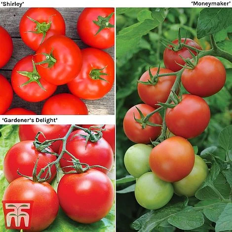 Tomato Gardeners Favourite Collection (Grafted) 3 Tomato Gardeners Favourite Collection (Grafted)