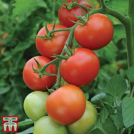 Tomato Gardeners Favourite Collection (Grafted) 5 Tomato Gardeners Favourite Collection (Grafted) - Image 3
