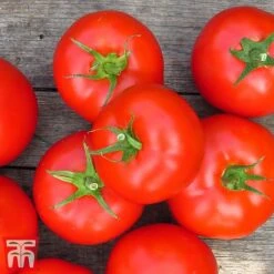 Tomato Gardeners Favourite Collection (Grafted) 11 Tomato Gardeners Favourite Collection (Grafted) -Plants Sales Store toma gard3