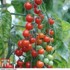 Tomato Trio Collection 13 Tomato Trio Collection -Plants Sales Store tomato sweet611