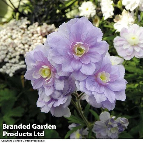 Geranium Hardy Duo 5 Geranium Hardy Duo - Image 3