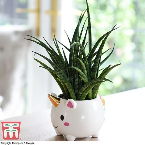 Unicorn Pot With Sanseviera 'Fernwood' Plant- Gift 3 Unicorn Pot With Sanseviera 'Fernwood' Plant- Gift
