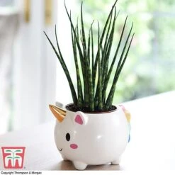Unicorn Pot With Sanseviera 'Fernwood' Plant- Gift 7 Unicorn Pot With Sanseviera 'Fernwood' Plant- Gift -Plants Sales Store unicron fern2