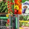 Vegetable Bumper Pack 2 Vegetable Bumper Pack -Plants Sales Store veg coll1