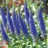 Veronica Spicata 'Royal Candles' 1 Veronica Spicata 'Royal Candles' -Plants Sales Store veroni