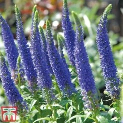 Veronica Spicata 'Royal Candles'