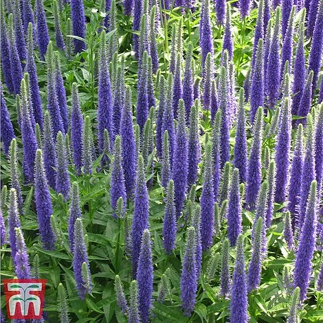 Veronica Spicata 'Royal Candles' 4 Veronica Spicata 'Royal Candles' - Image 2